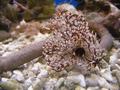 Anemone
