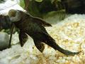 Pleco fish
