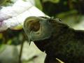 Pleco fish