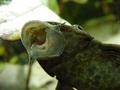 Pleco fish