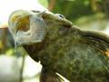 Pleco fish