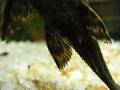 Pleco fish