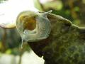 Pleco fish