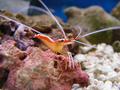 Shrimps