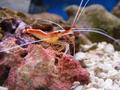 Shrimps