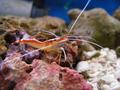 Shrimps