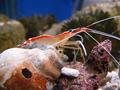 Shrimps