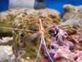 Shrimps