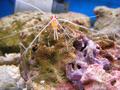 Shrimps