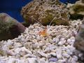 Shrimps