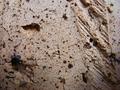 Stone texture