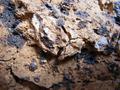 Stone texture
