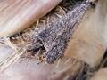 Texture