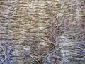 Texture