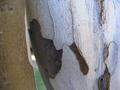 Tree-texture