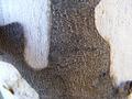 Tree-texture