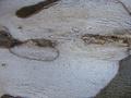 Tree-texture