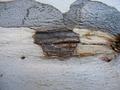 Tree-texture