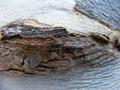 Tree-texture