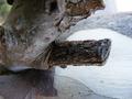 Tree-texture