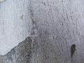 Tree-texture