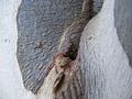 Tree-texture