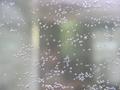 Bubbles