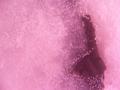 Bubbles