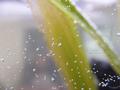 Water-plants
