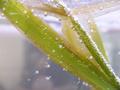 Water-plants