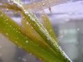 Water-plants