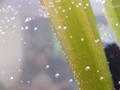 Water-plants