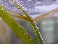 Water-plants