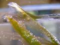 Bubbles