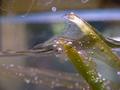 Water-plants