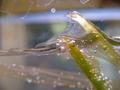 Water-plants