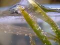 Water-plants