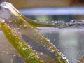 Water-plants