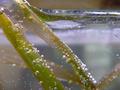 Water-plants