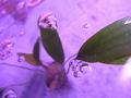Water-plants