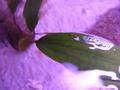 Water-plants