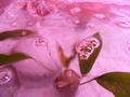 Water-plants