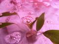 Water-plants
