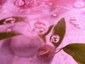 Water-plants