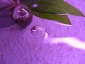 Water-plants