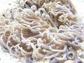 Anemone