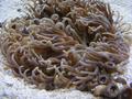 Anemone