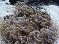 Anemone