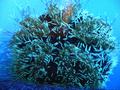 Anemone