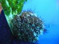 Anemone